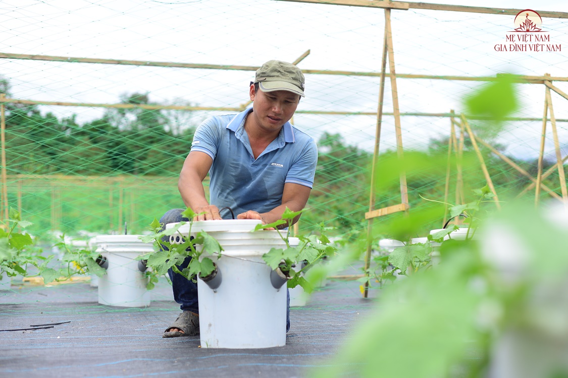 Làm vườn rau không giống ai, chàng nông dân bắc thang hái tiền triệu mỗi ngày - 2