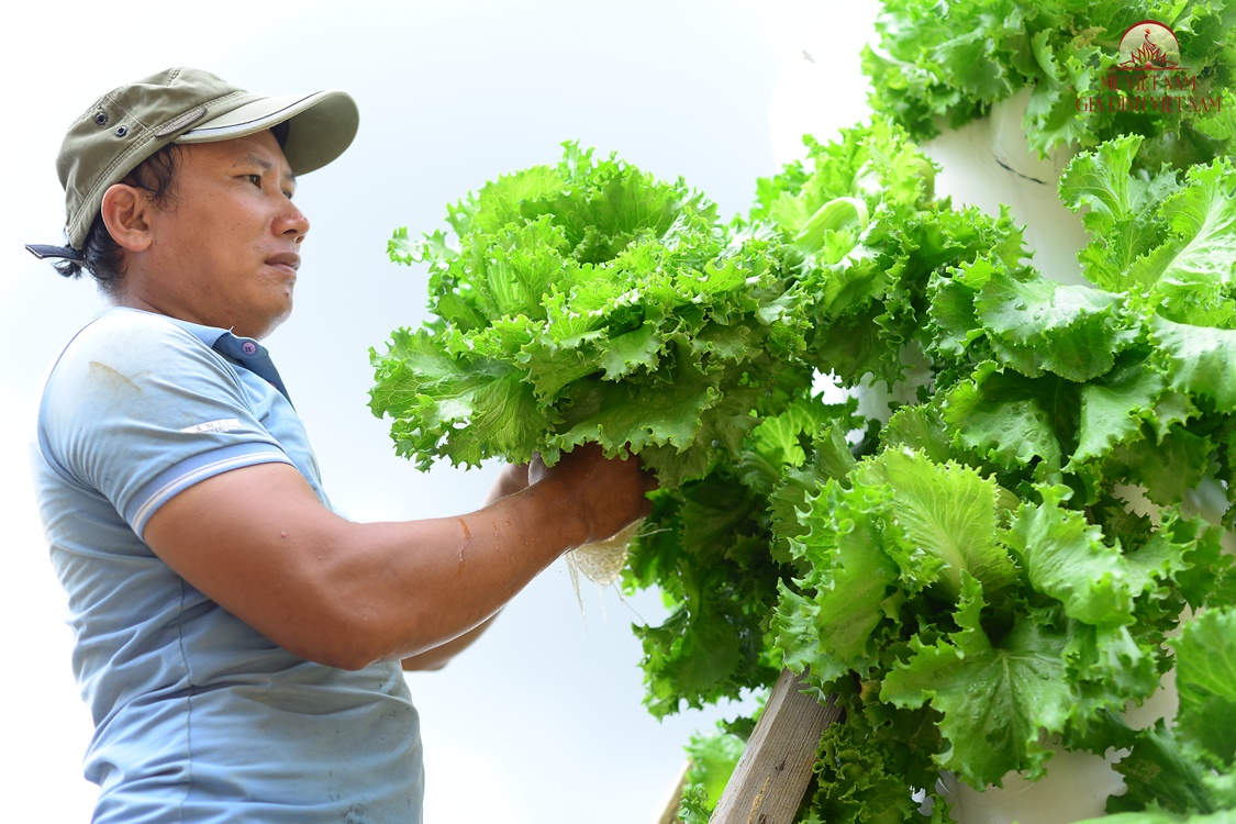 Làm vườn rau không giống ai, chàng nông dân bắc thang hái tiền triệu mỗi ngày - 4