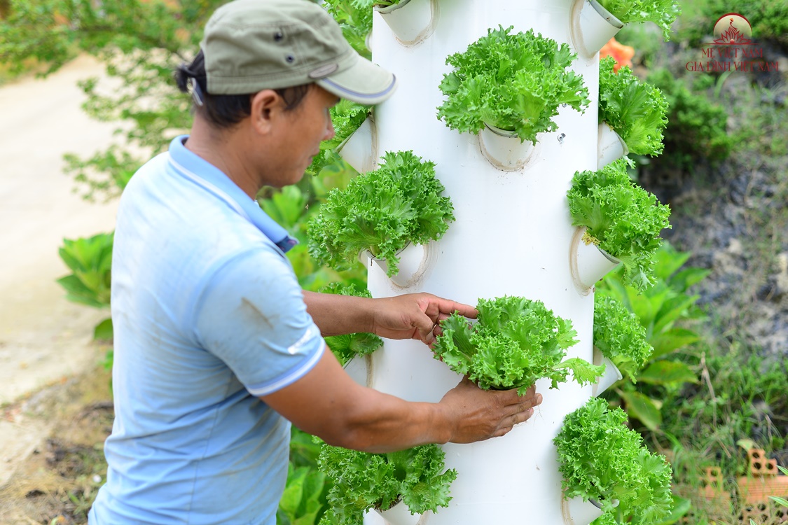 Làm vườn rau không giống ai, chàng nông dân bắc thang hái tiền triệu mỗi ngày - 6