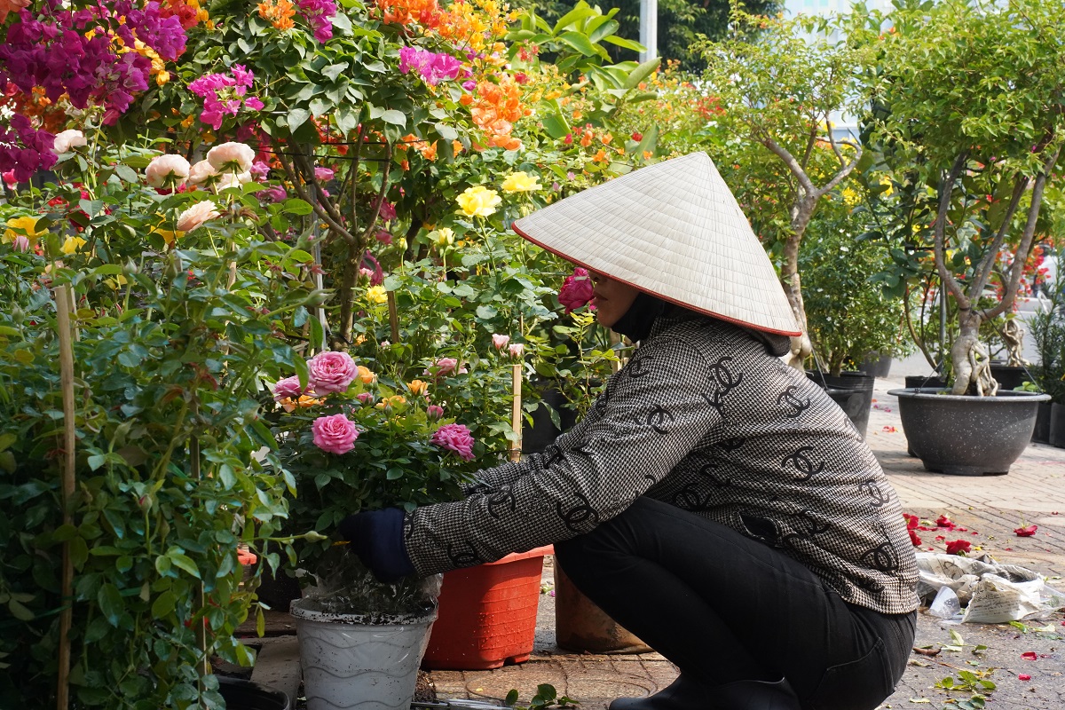 hoa kieng tet, bonsai ‘doc la’ do bo xuong pho - 3