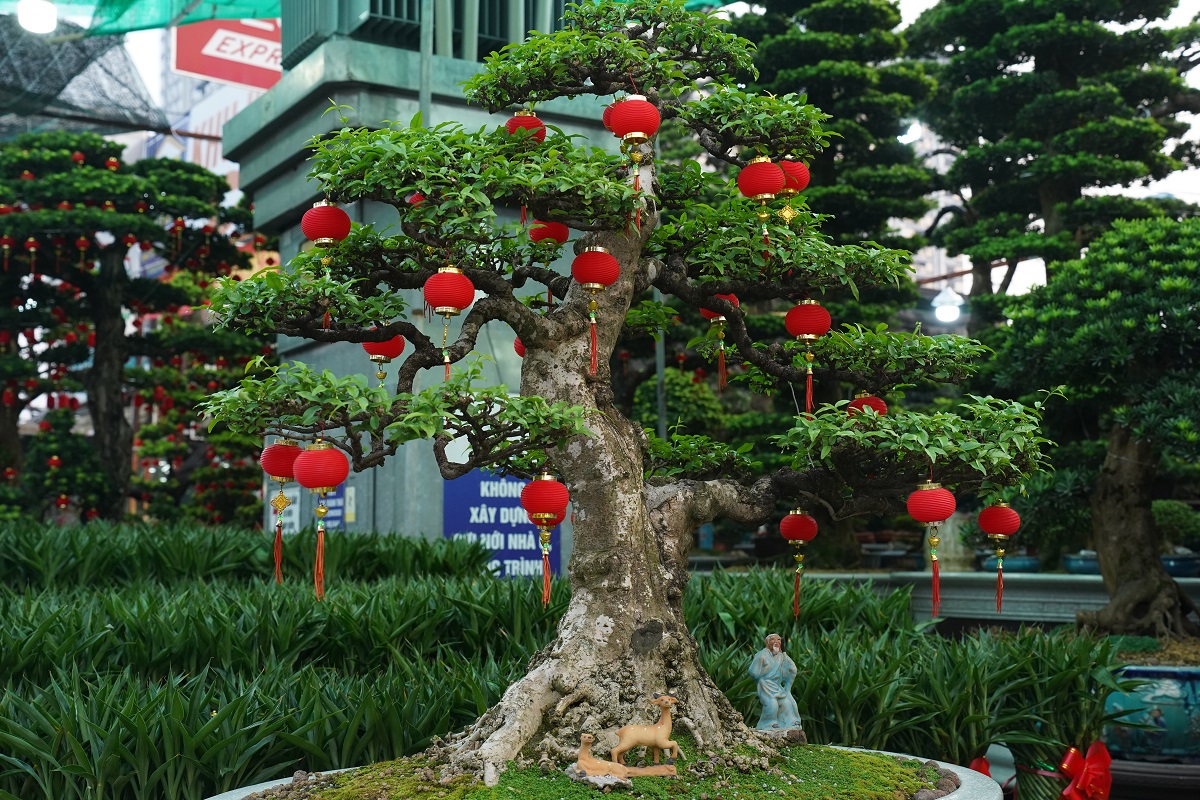 hoa kieng tet, bonsai ‘doc la’ do bo xuong pho - 8