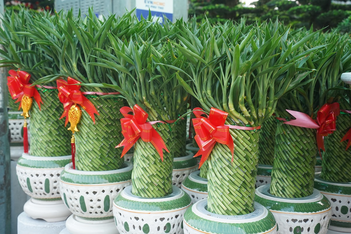 hoa kieng tet, bonsai ‘doc la’ do bo xuong pho - 19