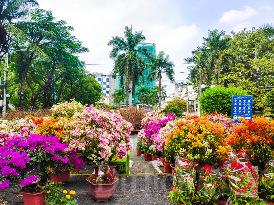 Giá vận chuyển bất ngờ tăng cao, hoa kiểng chưng tết năm nay nhích giá - 9