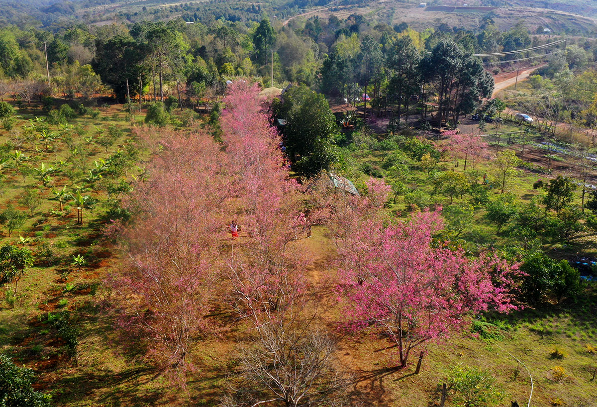 du khach nuom nop do ve mang den ngam hoa mai anh dao - 19