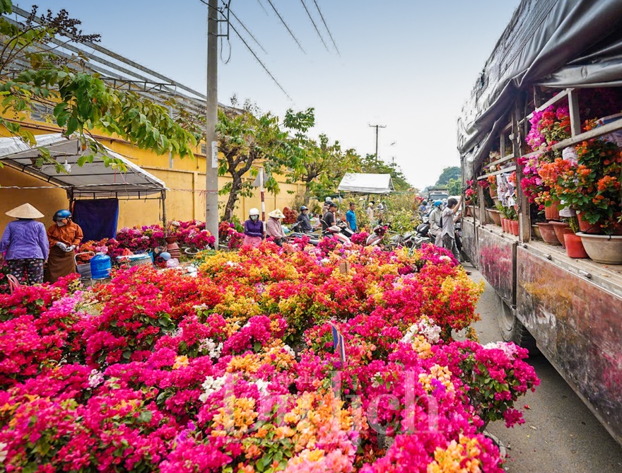 Bông kiểng rớt giá, người mua vẫn đắn đo - 11