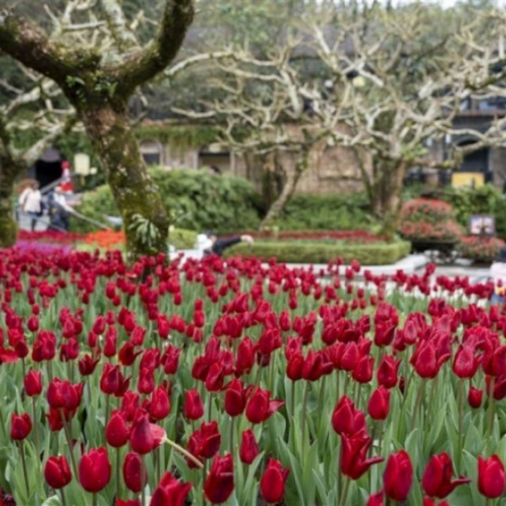 Giải trí - Du khách thích thú check in với hàng nghìn bông tulip trên đỉnh Bà Nà dịp Tết