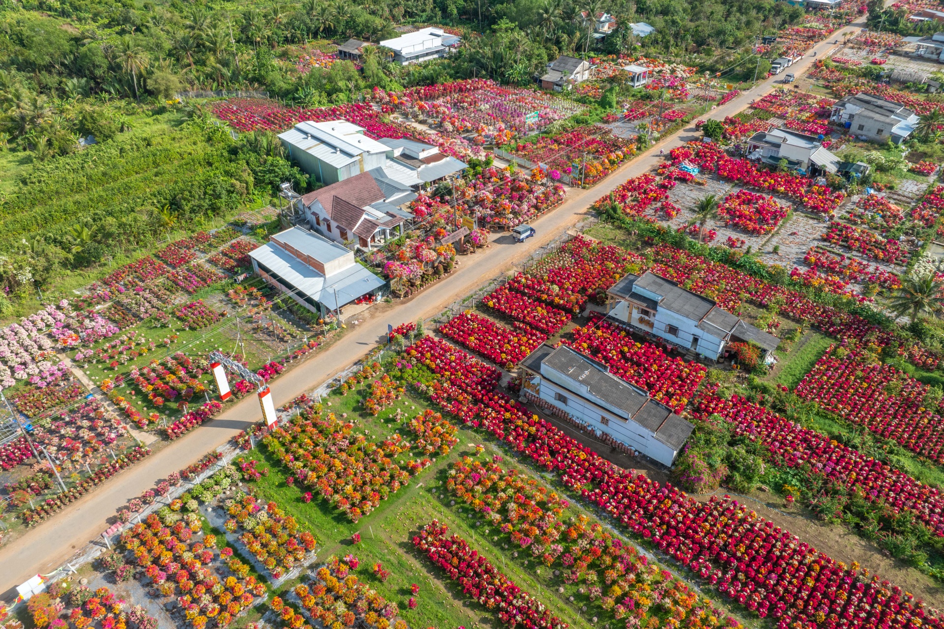 lang hoa giay phu son ruc ro sac xuan - 'lam 10 ngay nuoi 1 nam' - 1