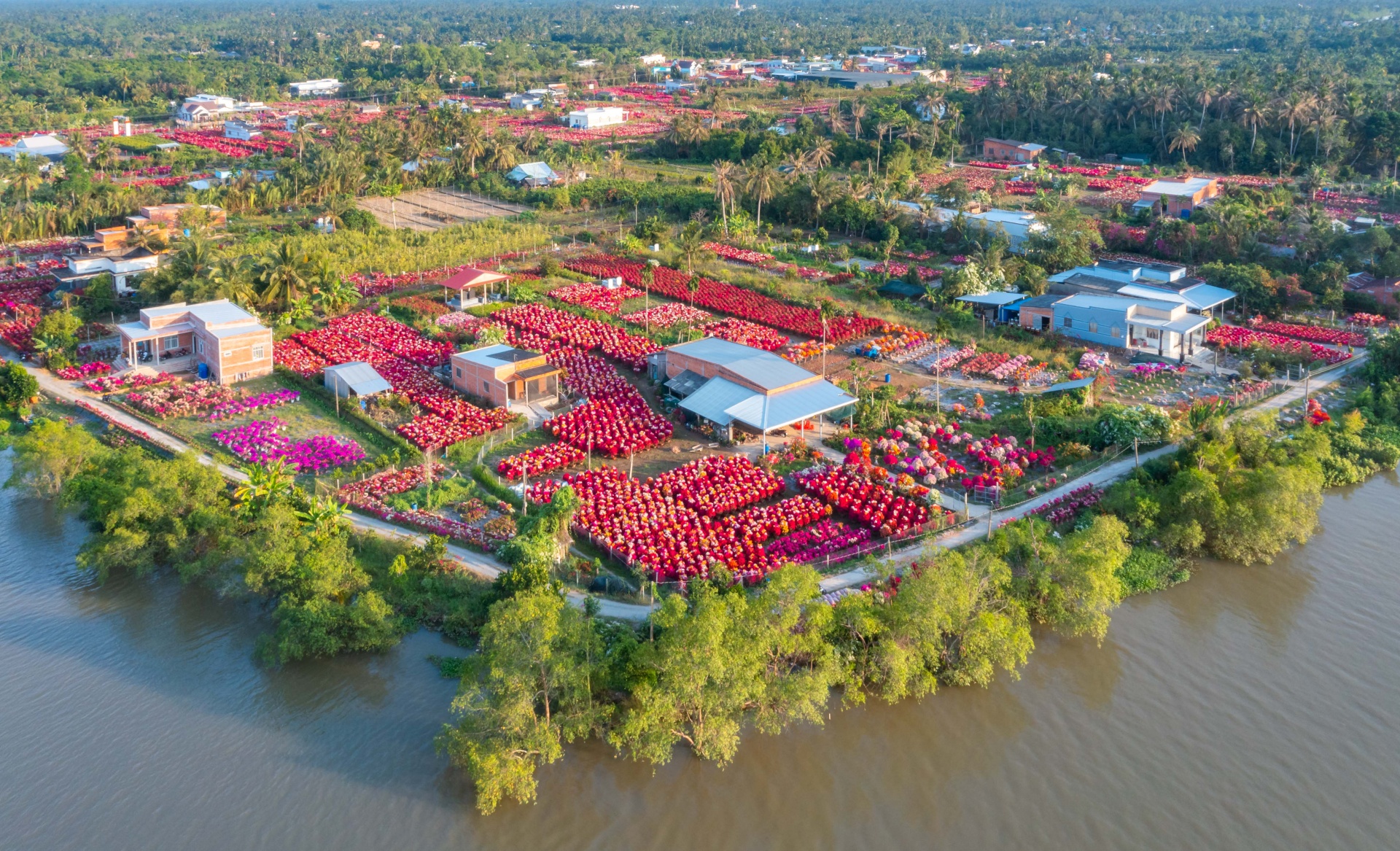 lang hoa giay phu son ruc ro sac xuan - 'lam 10 ngay nuoi 1 nam' - 6