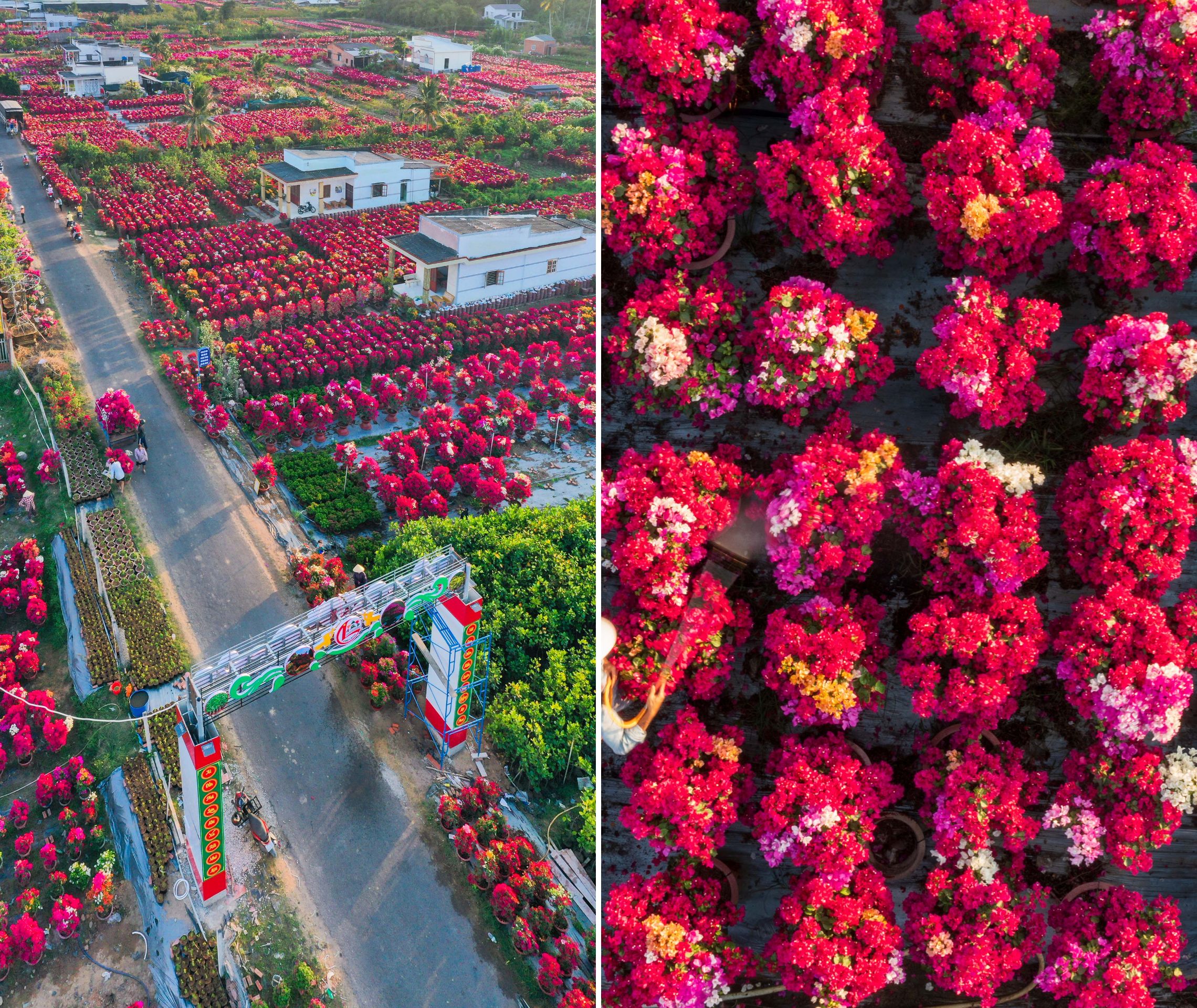 lang hoa giay phu son ruc ro sac xuan - 'lam 10 ngay nuoi 1 nam' - 8