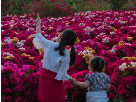  - Làng hoa giấy Phú Sơn rực rỡ sắc xuân - 'Làm 10 ngày nuôi 1 năm'