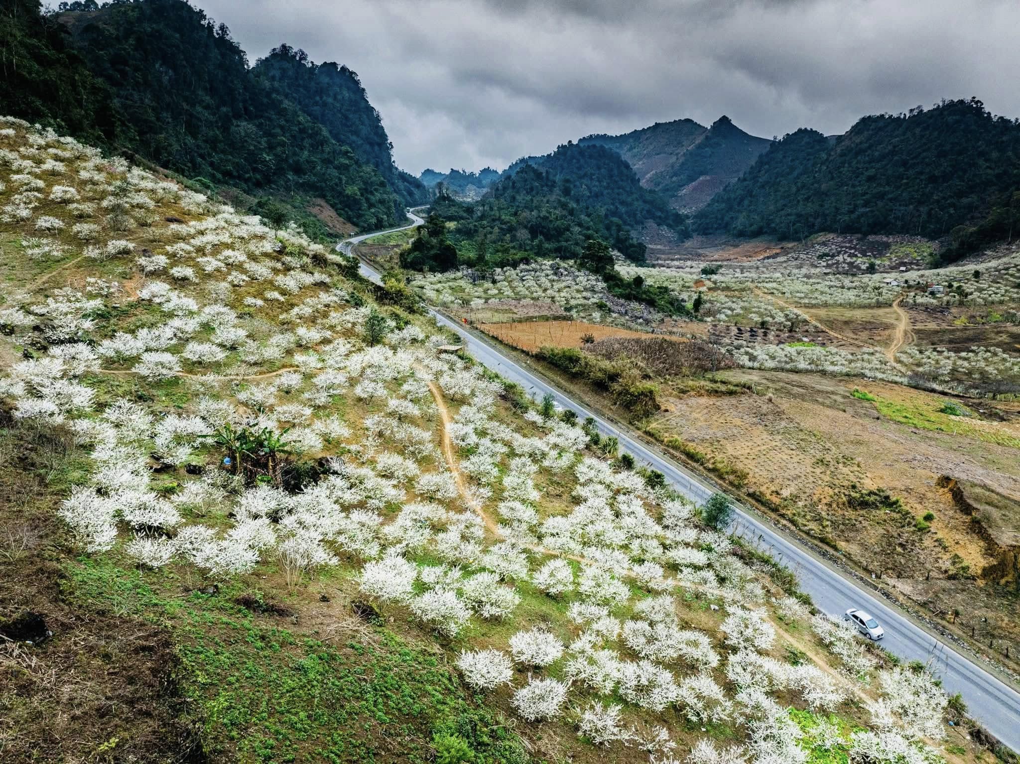 Mộc Châu 'cháy' phòng, người dân dọn nhà mời du khách vào ở miễn phí - 5