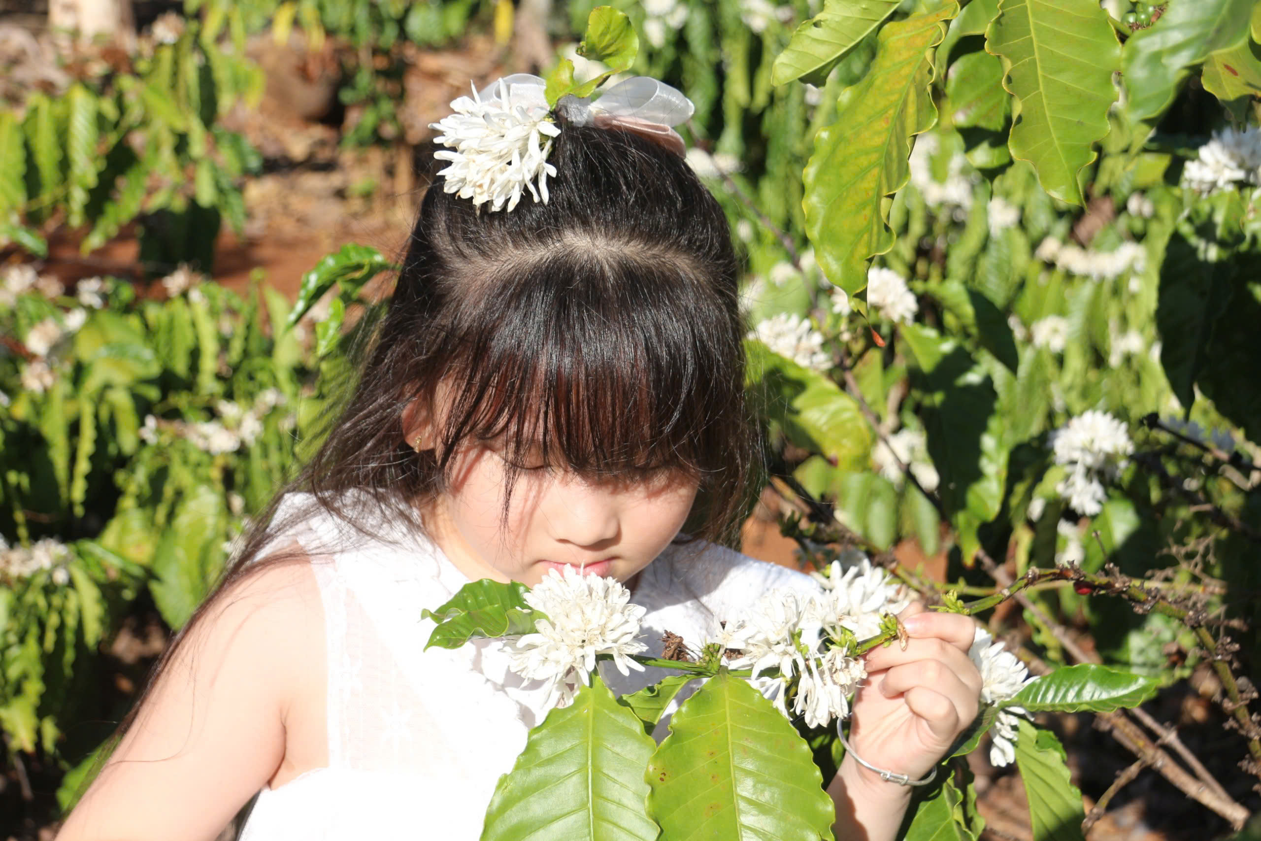 Thơm ngát mùa hoa cà phê trên đất Tây Nguyên - 2