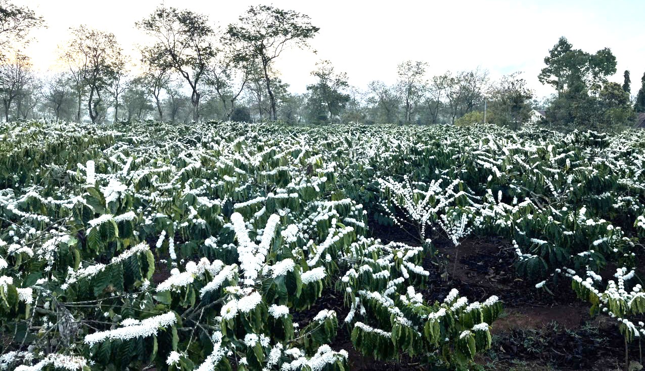 Thơm ngát mùa hoa cà phê trên đất Tây Nguyên - 6