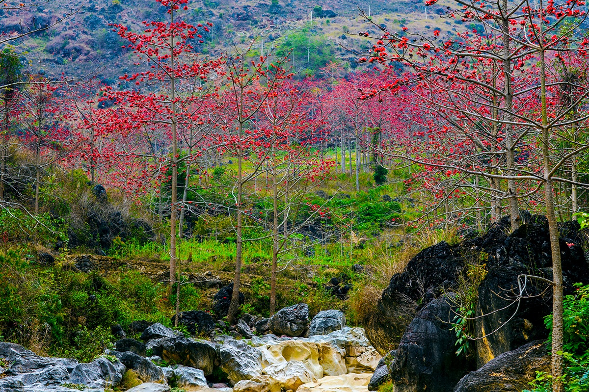 Tháng 3 về, đi săn hoa gạo - 10