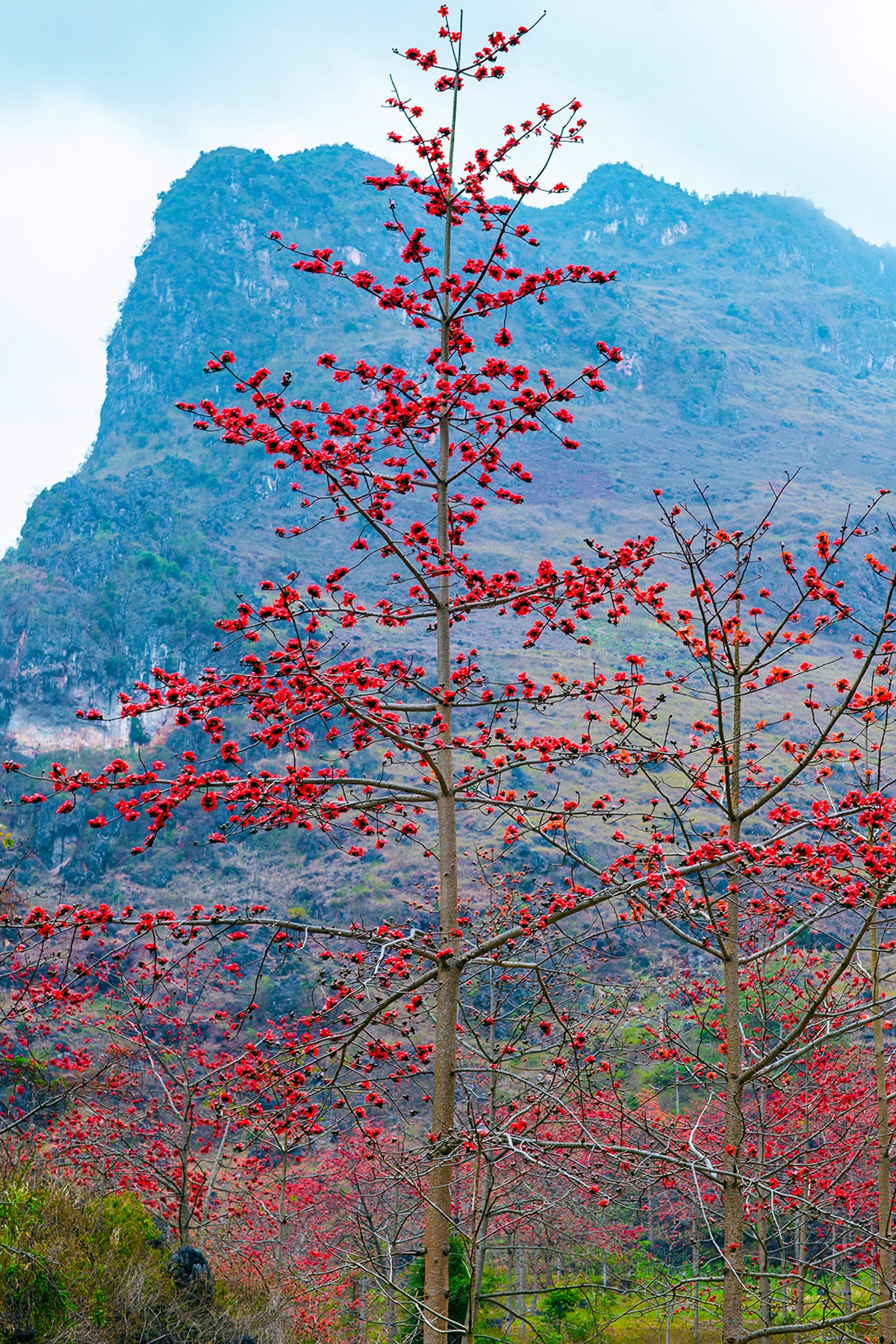 Tháng 3 về, đi săn hoa gạo - 6