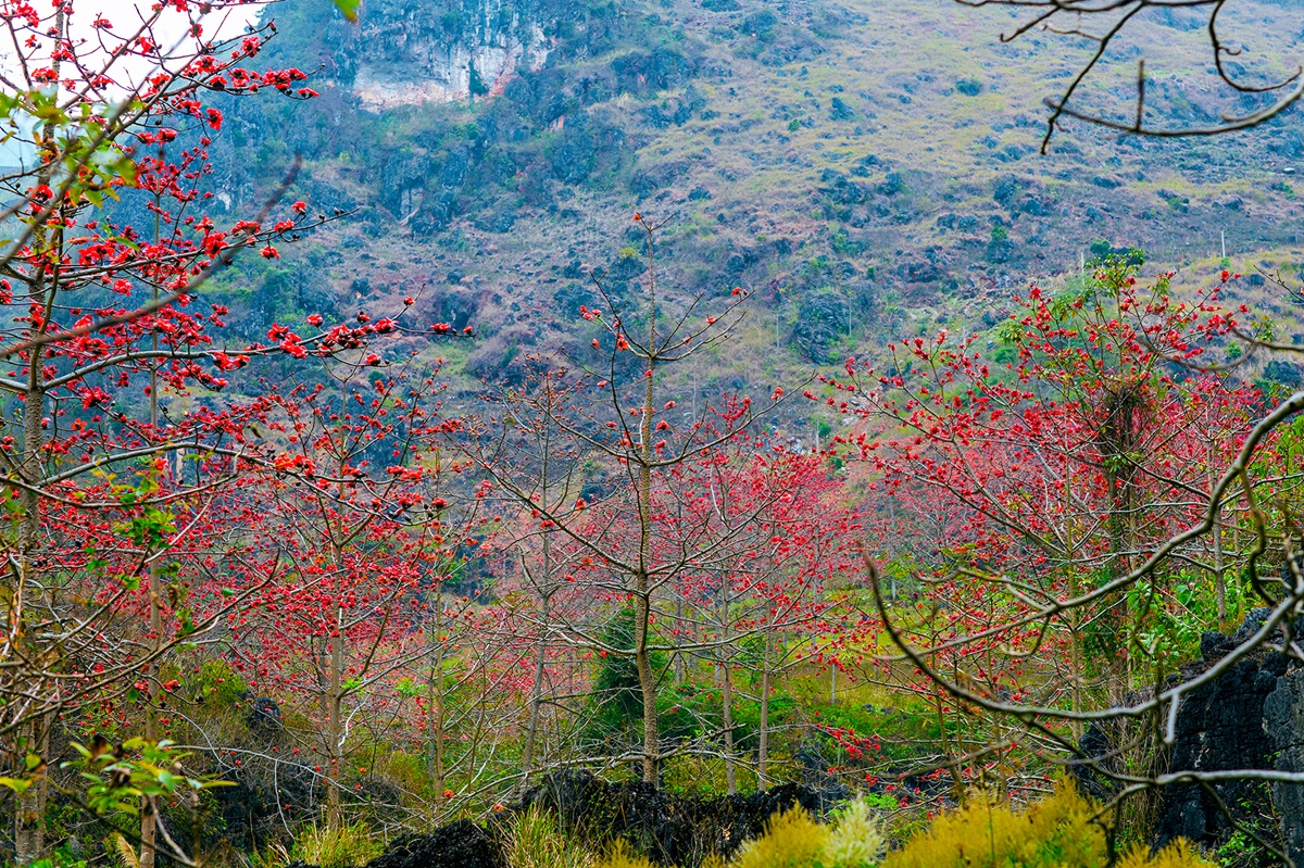 Tháng 3 về, đi săn hoa gạo - 9