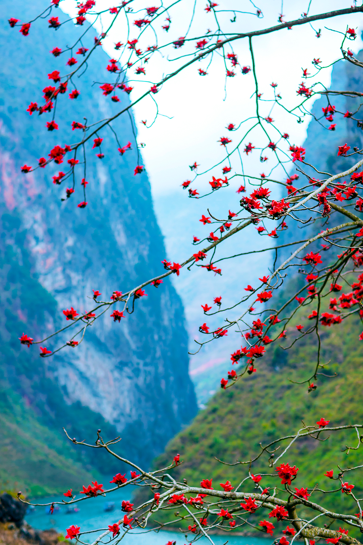 Tháng 3 về, đi săn hoa gạo - 12