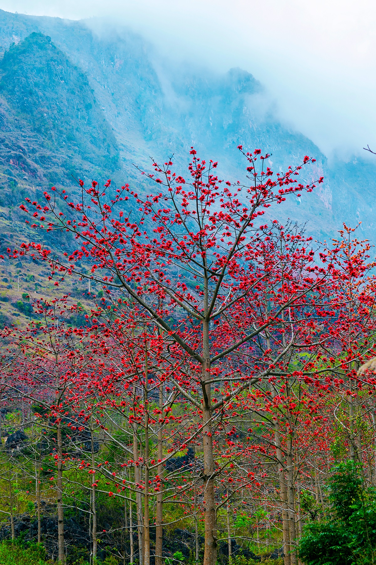 Tháng 3 về, đi săn hoa gạo - 13