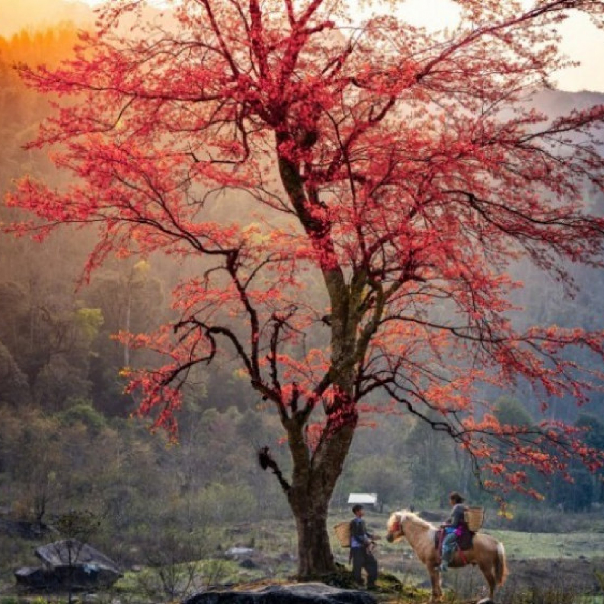  - Mê mẩn ngắm cây đào cô đơn sừng sững giữa núi rừng Y Tý