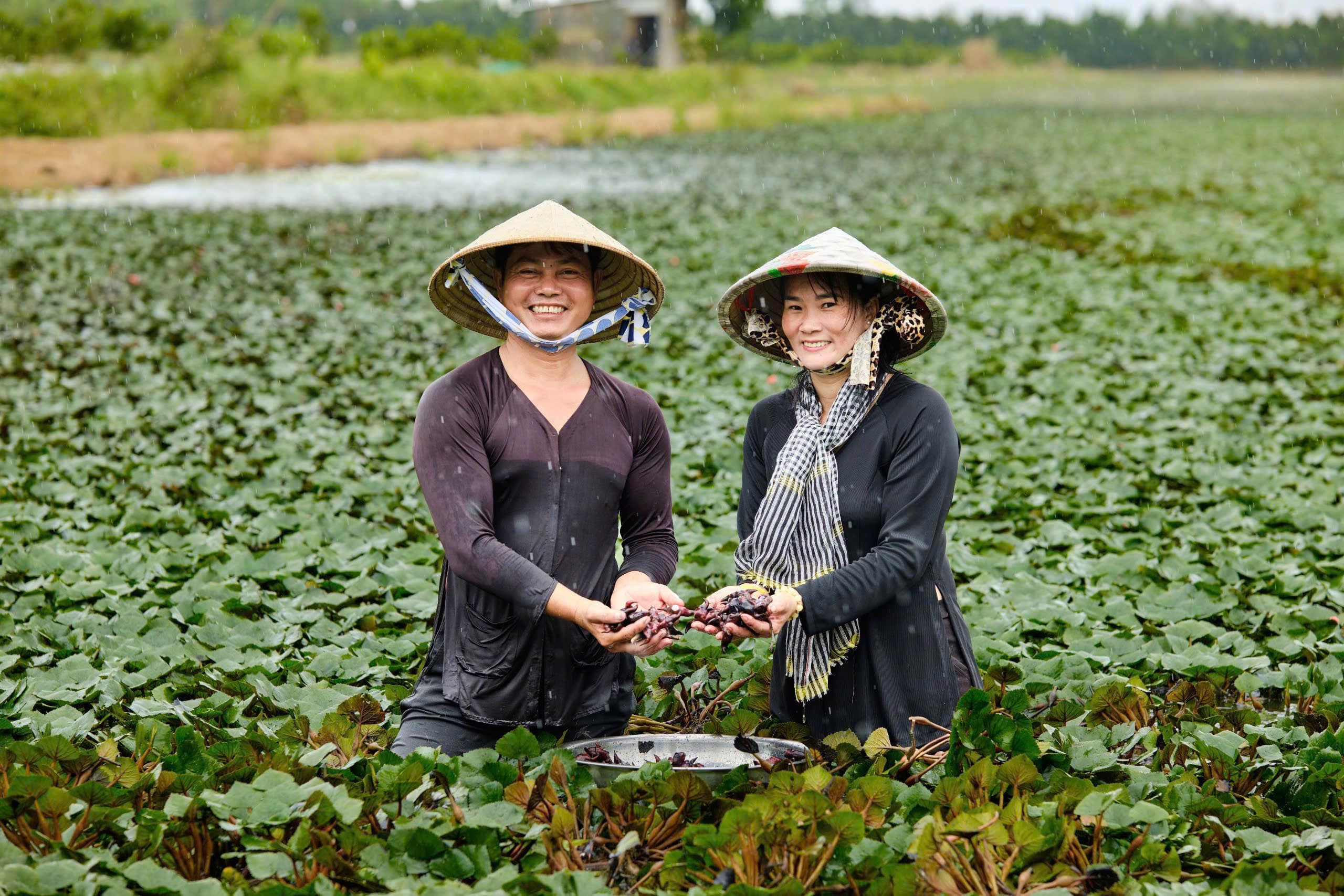 Củ ấu - Hương quê một thuở và hành trình vươn mình đầy kỳ diệu - 4