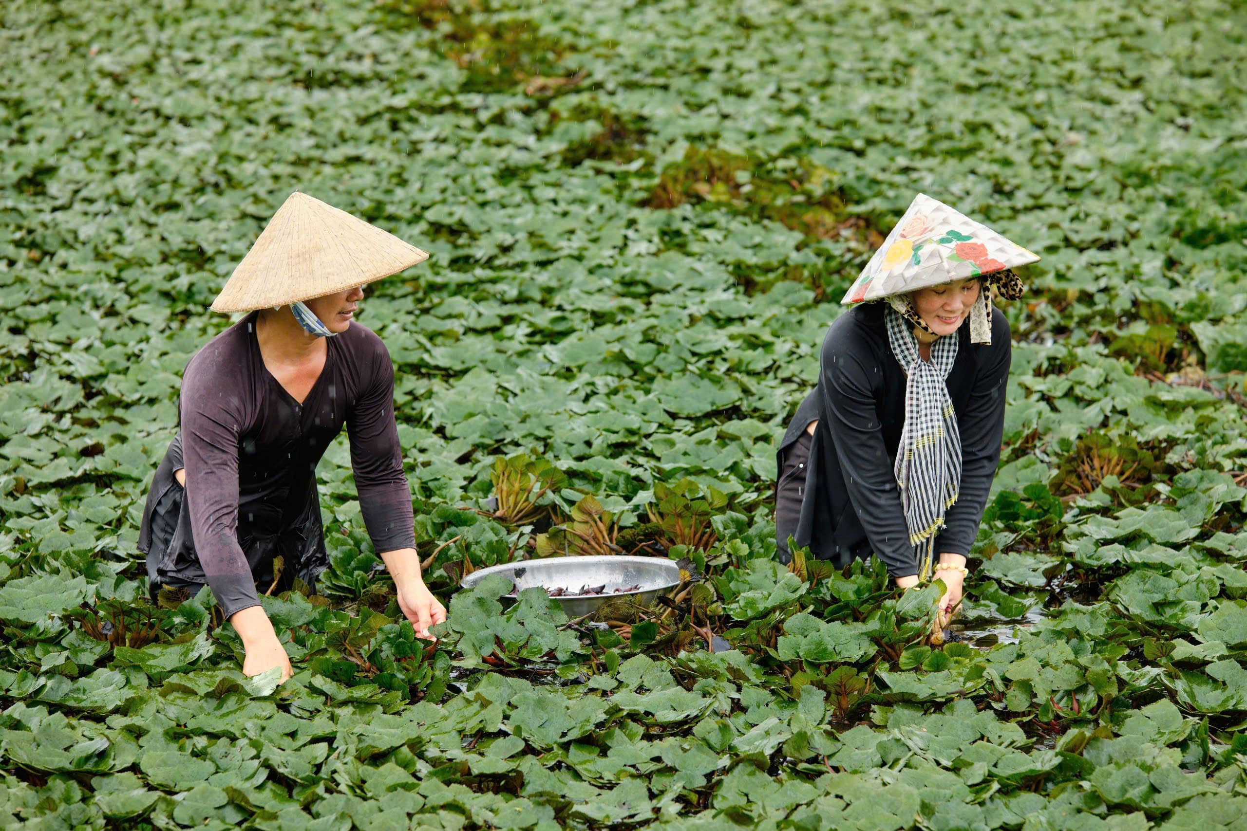 Củ ấu - Hương quê một thuở và hành trình vươn mình đầy kỳ diệu - 1