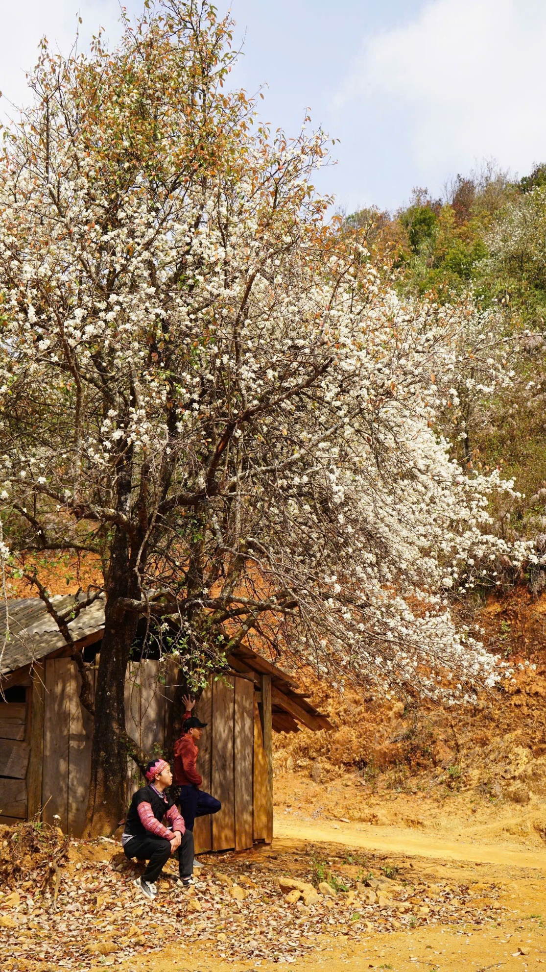 Rừng hoa sơn tra lớn nhất Việt Nam vào mùa, homestay hết sạch phòng! - 2