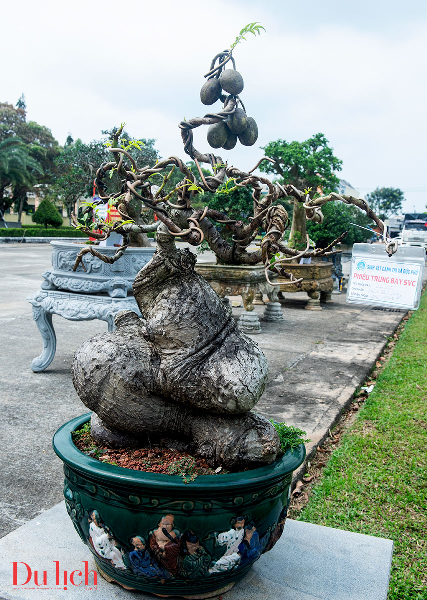 trung bay cay canh, da canh doc dao chao mung 50 nam ngay giai phong - 4