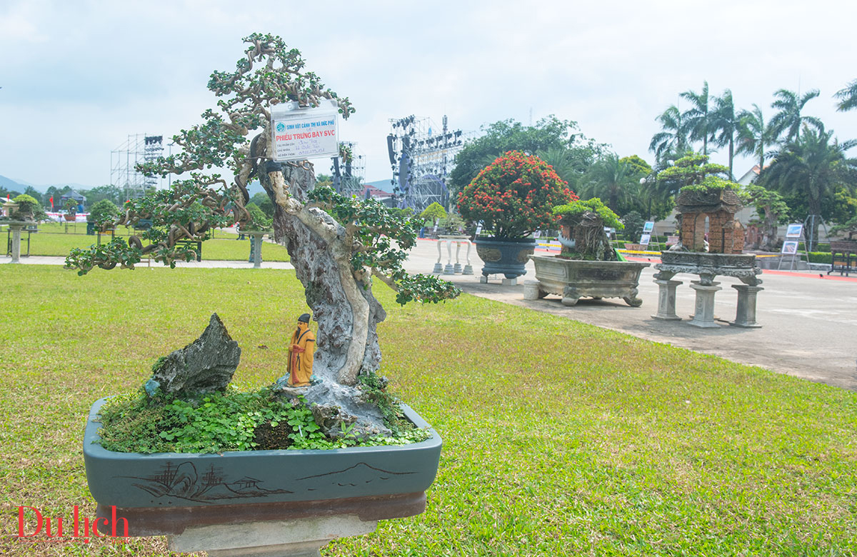 trung bay cay canh, da canh doc dao chao mung 50 nam ngay giai phong - 8