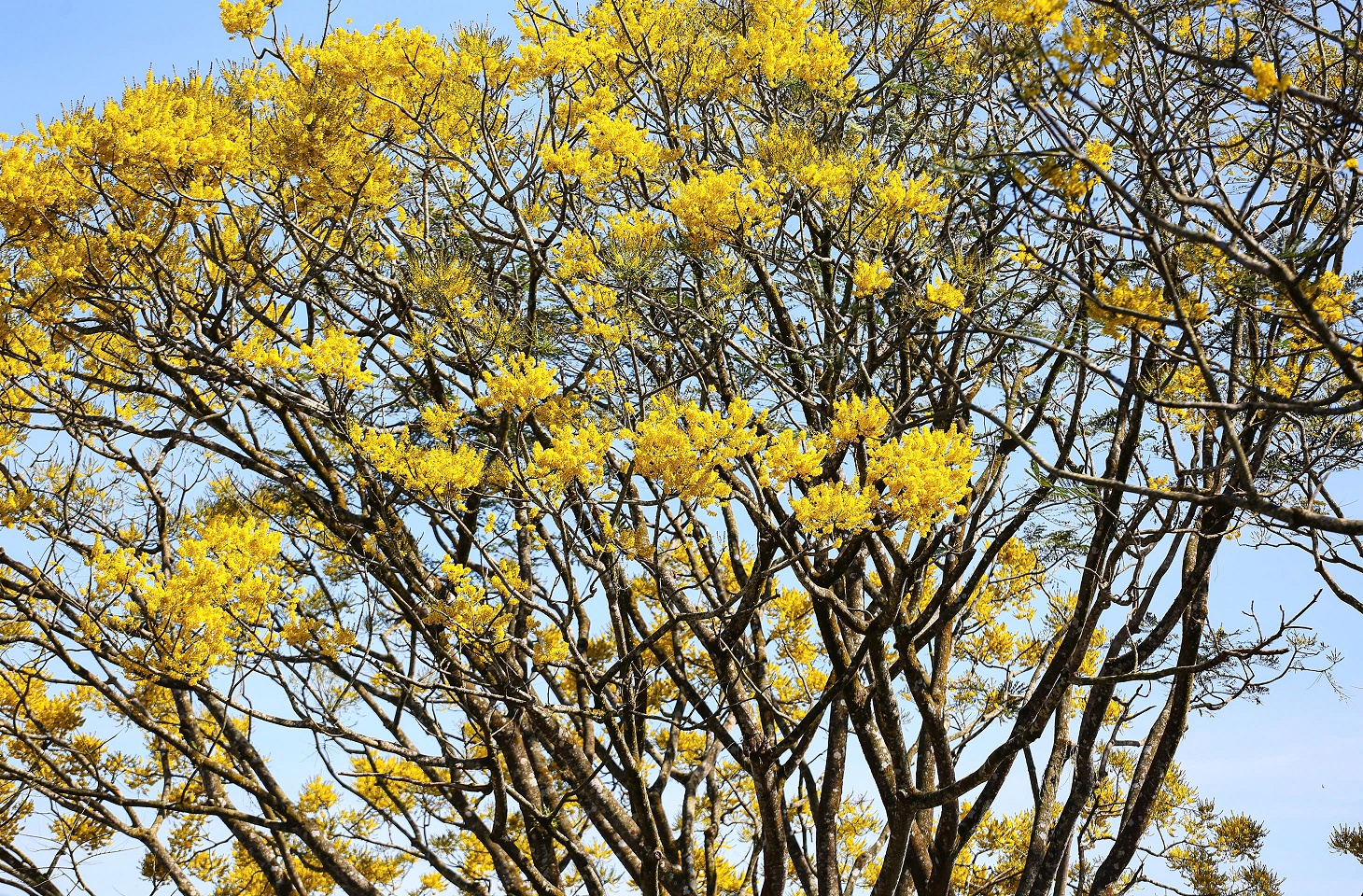 Phượng vàng rực rỡ ở Bảo Lộc, chờ đón du khách dịp đầu năm mới - 3