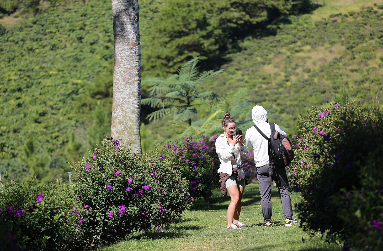 Phượng vàng rực rỡ ở Bảo Lộc, chờ đón du khách dịp đầu năm mới - 5