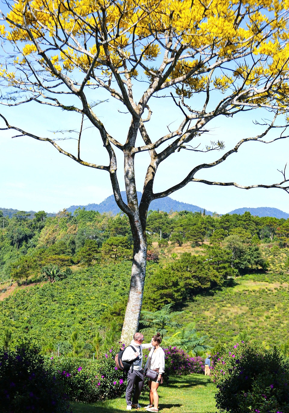 Phượng vàng rực rỡ ở Bảo Lộc, chờ đón du khách dịp đầu năm mới - 6