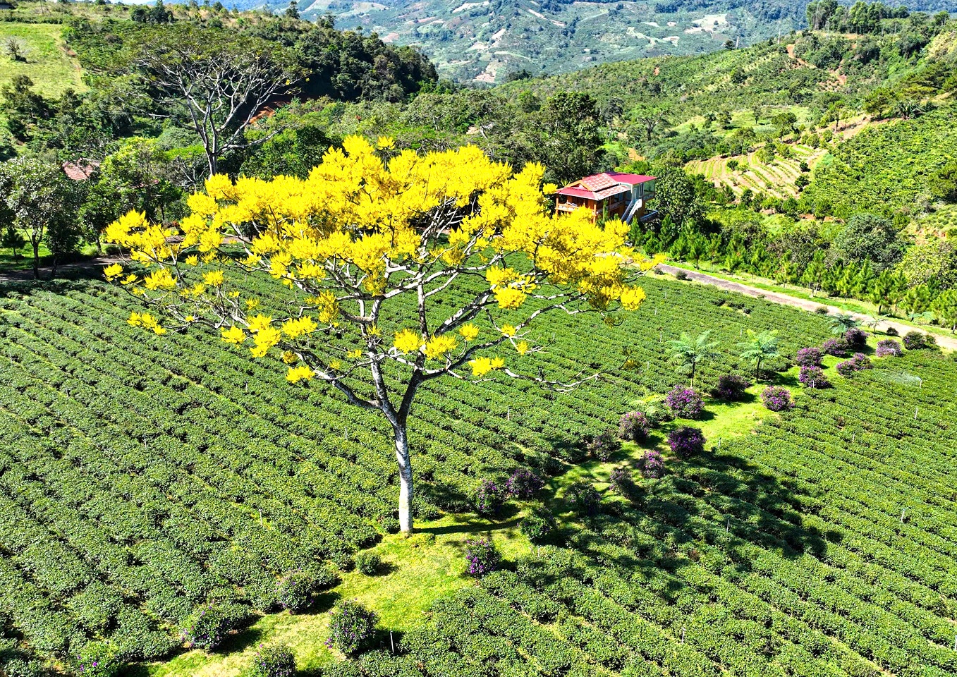 Phượng vàng rực rỡ ở Bảo Lộc, chờ đón du khách dịp đầu năm mới - 7