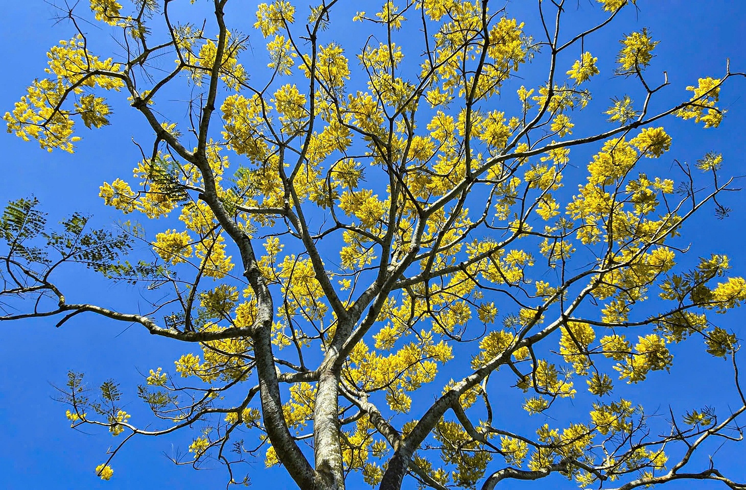 Phượng vàng rực rỡ ở Bảo Lộc, chờ đón du khách dịp đầu năm mới - 8