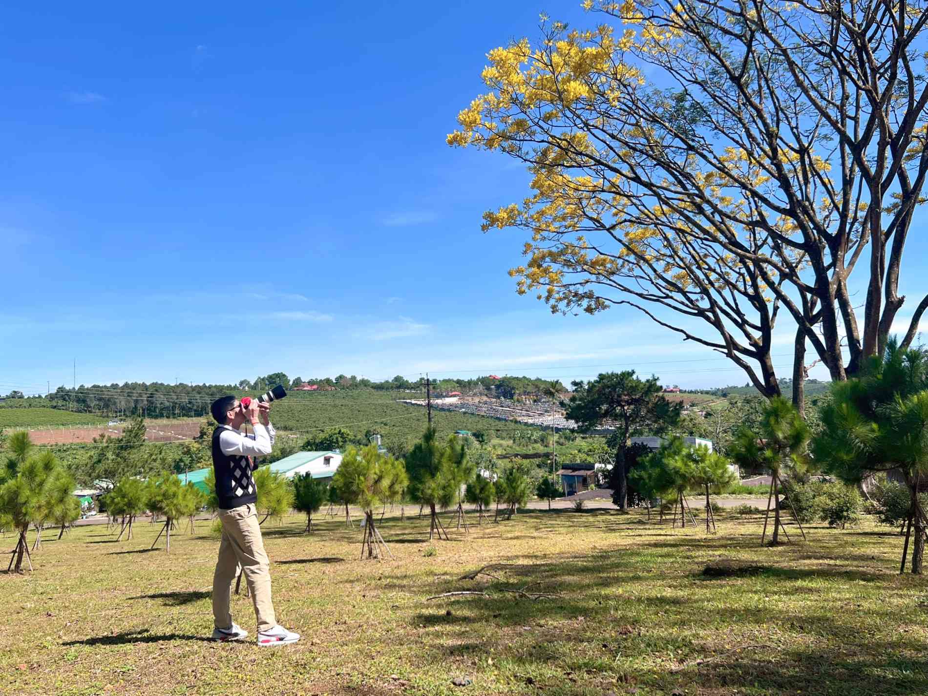 Phượng vàng rực rỡ ở Bảo Lộc, chờ đón du khách dịp đầu năm mới - 10