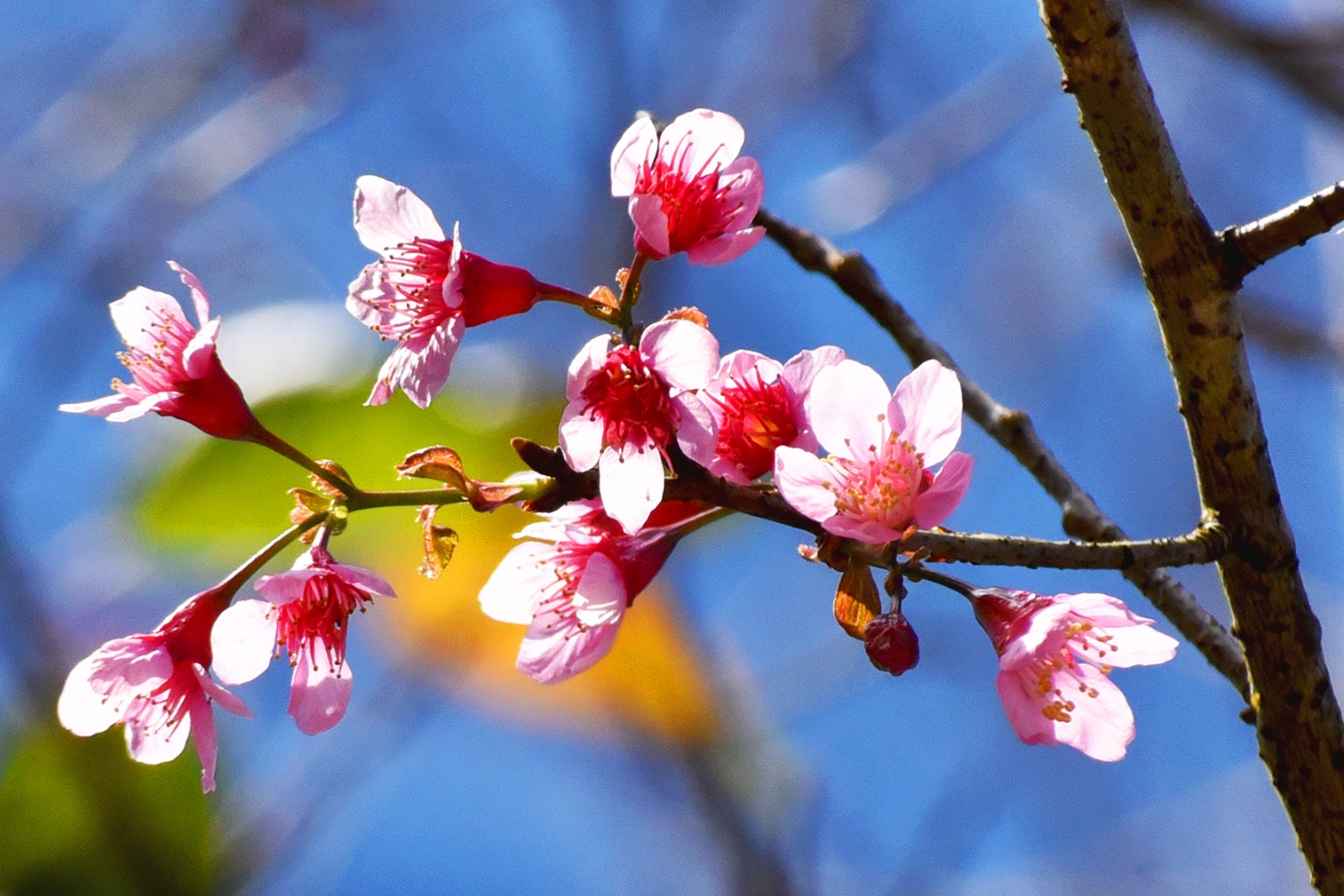 tuan le van hoa  mang den - sac hong giua dai ngan hap dan du khach - 11