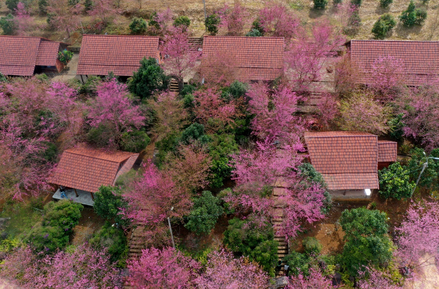 tuan le van hoa  mang den - sac hong giua dai ngan hap dan du khach - 12