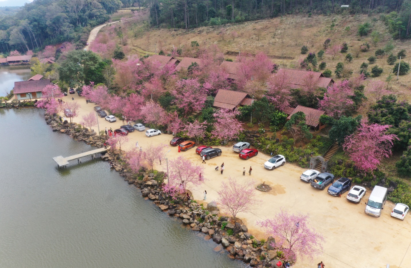 tuan le van hoa  mang den - sac hong giua dai ngan hap dan du khach - 14