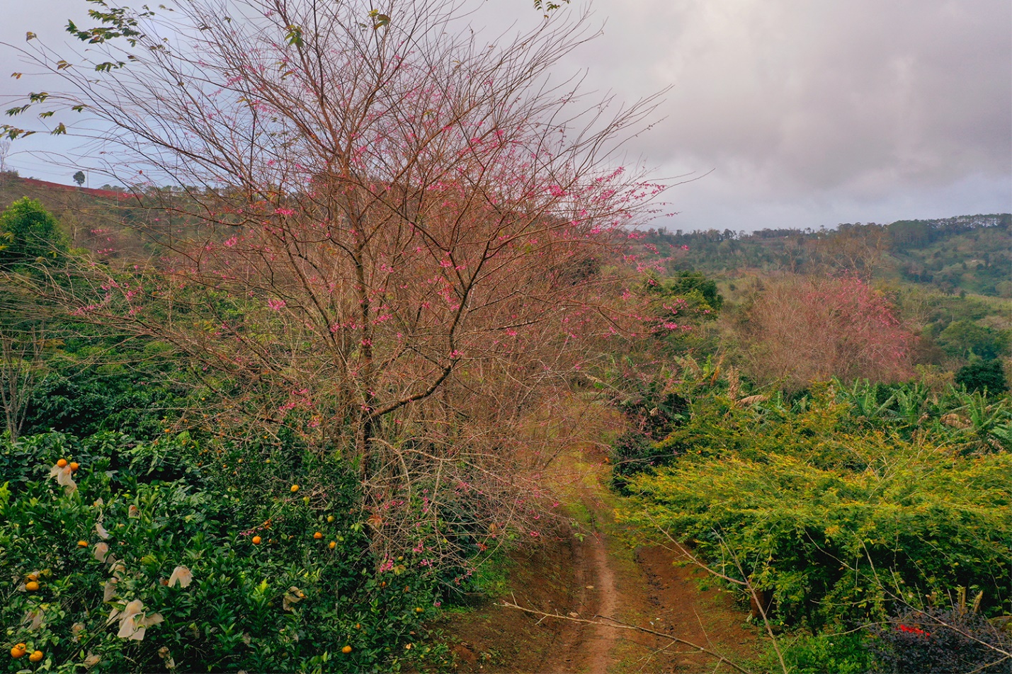 tung bung chuong trinh nghe thuat mang den chao xuan binh ngo 2026 - 13