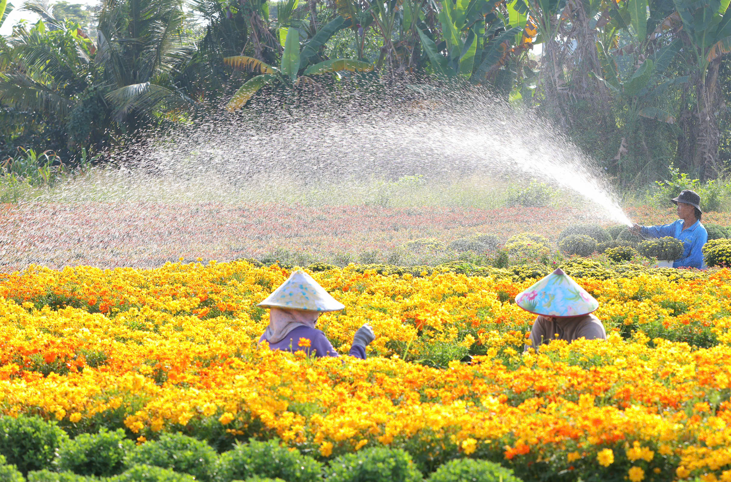 Gần 600 nghìn du khách đến với Festival Hoa – Kiểng Sa Đéc - 14