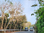 Chạy quanh Côn Đảo ngắm hoa anh đào và săn máy bay tại Bãi Đầm Trầu