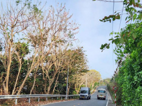  - Chạy quanh Côn Đảo ngắm hoa anh đào và săn máy bay tại Bãi Đầm Trầu