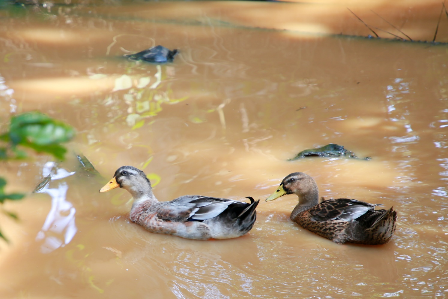 Làng du lịch Nhị Hòa: Đến để thương, về để nhớ - 8