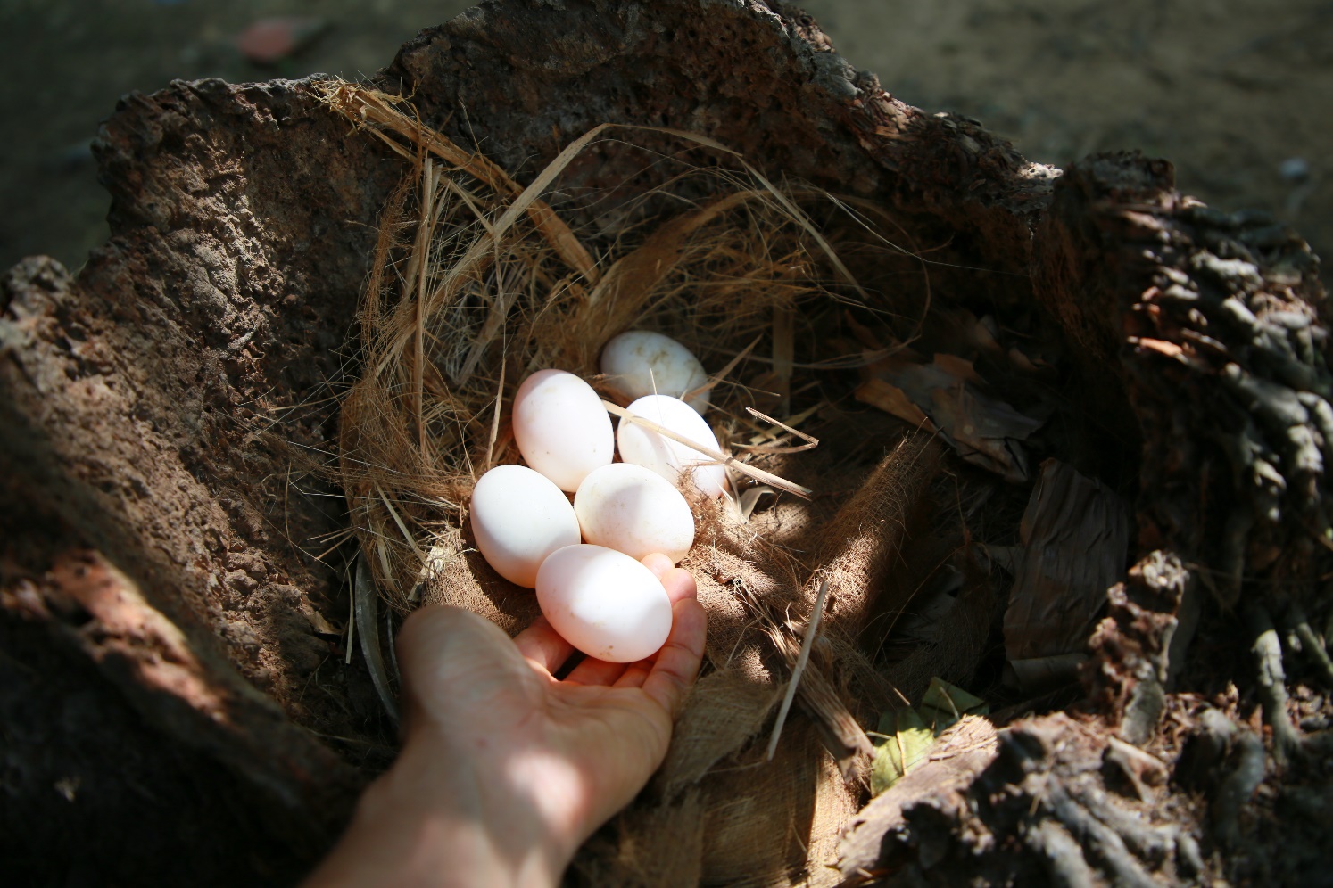 Làng du lịch Nhị Hòa: Đến để thương, về để nhớ - 9