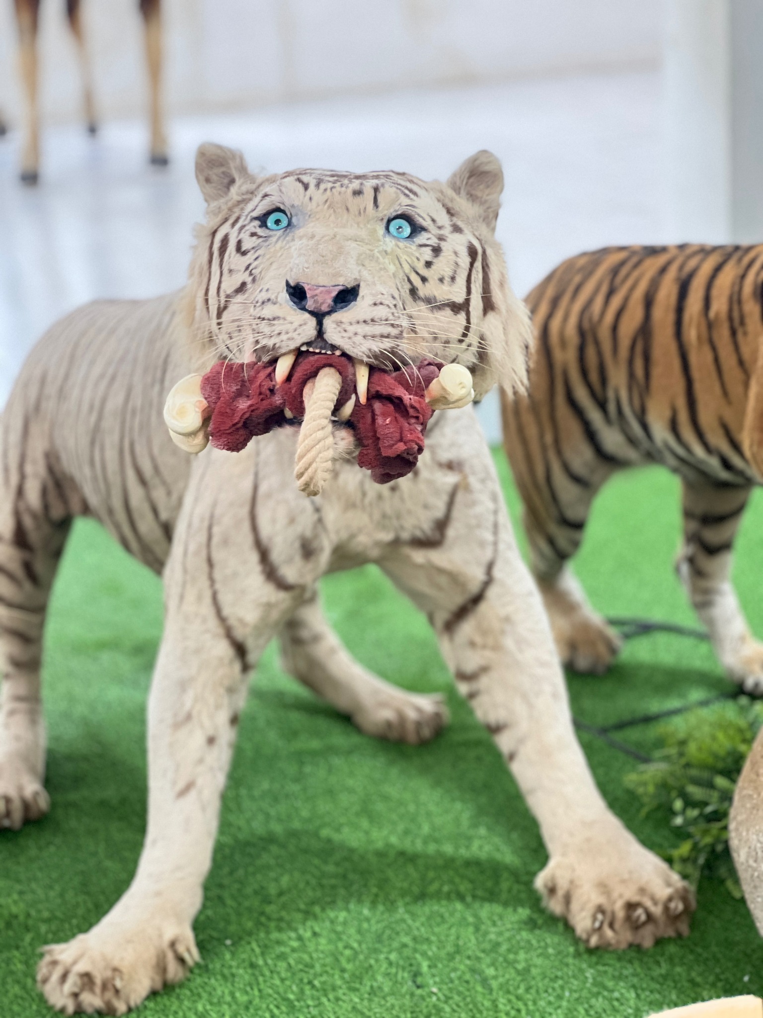 Du khách bất ngờ gặp lại hổ trắng đặc biệt quý hiếm đã mất cách đây vài tháng - 1