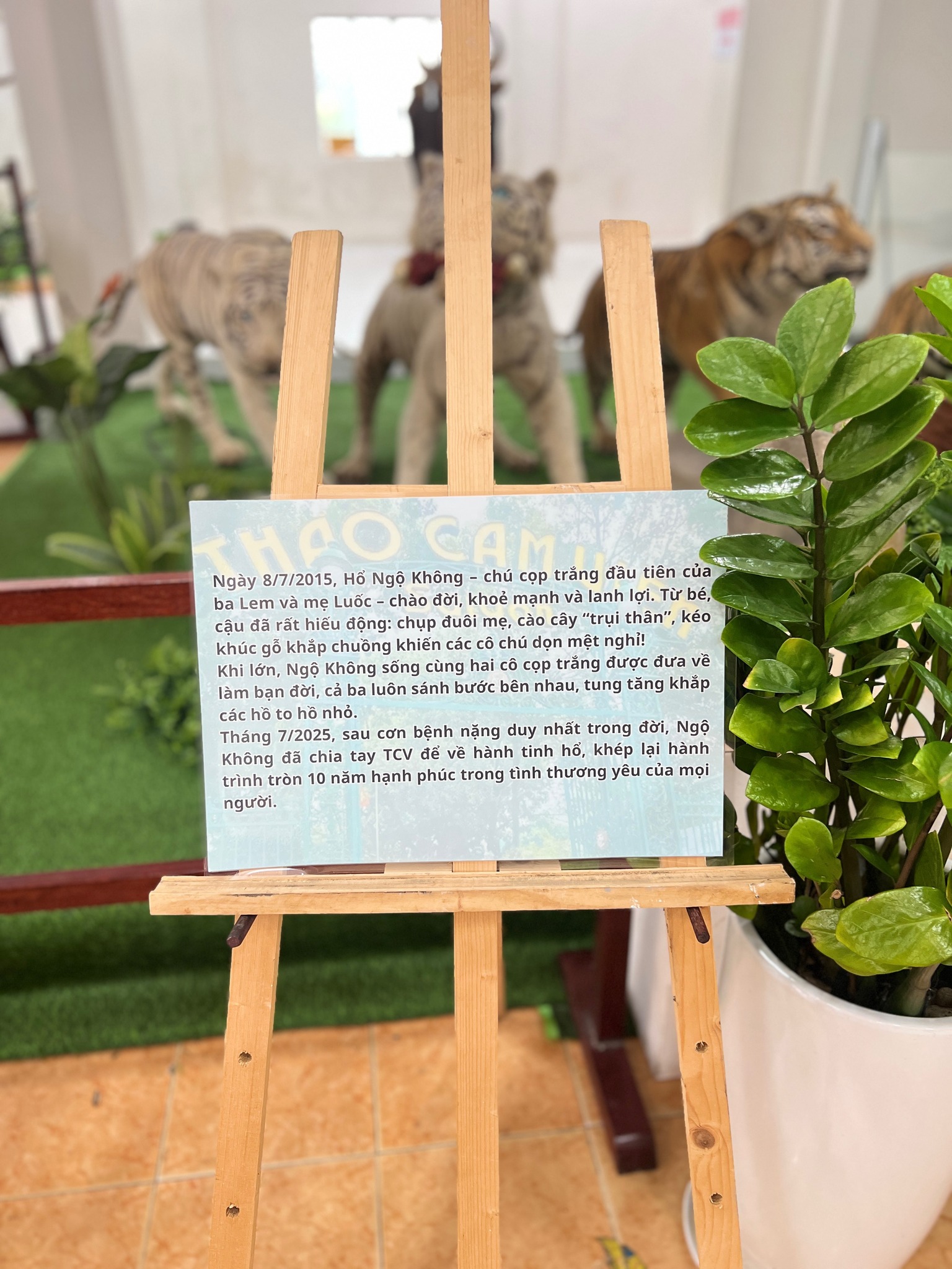 Du khách bất ngờ gặp lại hổ trắng đặc biệt quý hiếm đã mất cách đây vài tháng - 3