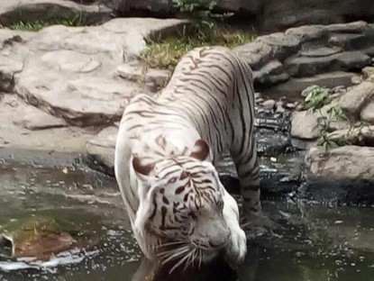  - Du khách bất ngờ gặp lại hổ trắng đặc biệt quý hiếm đã mất cách đây vài tháng