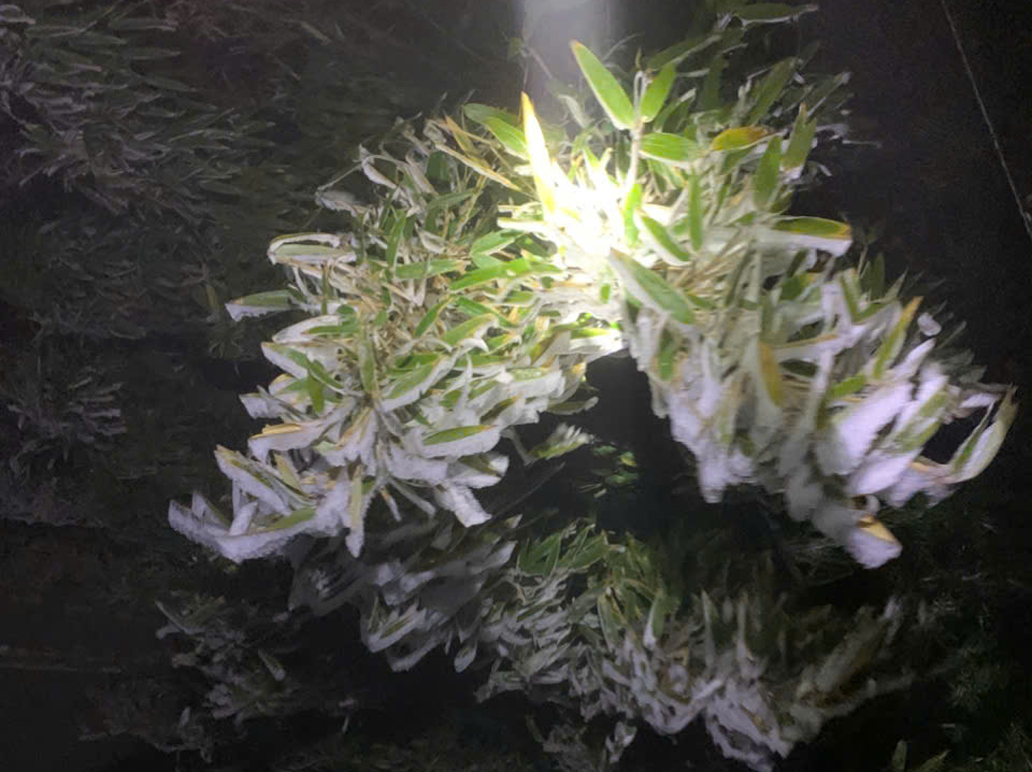 Băng giá trên đỉnh Fansipan - 3