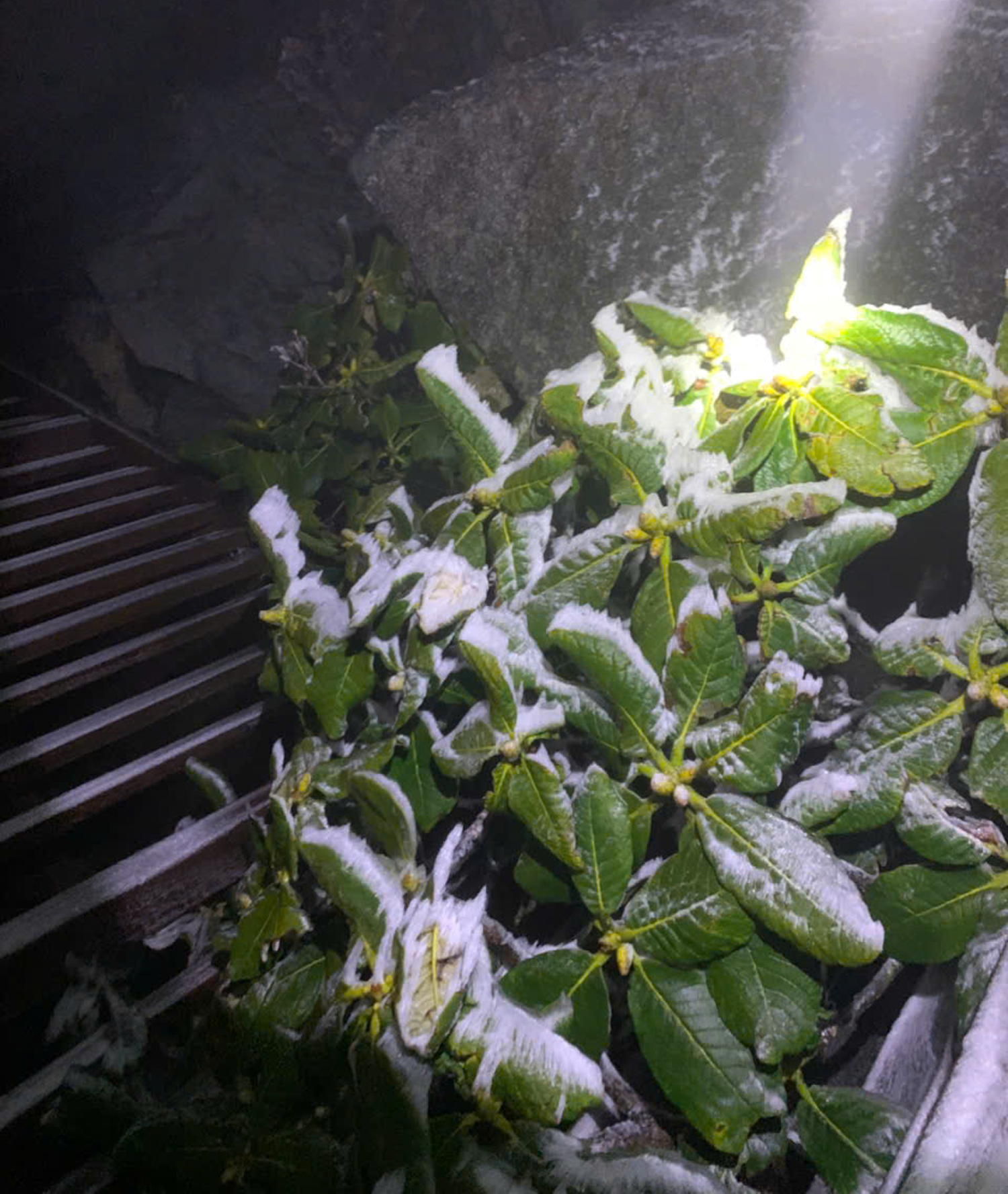 Băng giá trên đỉnh Fansipan - 4