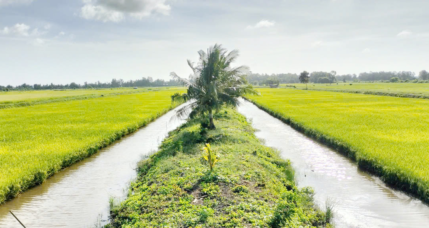 Trúng mùa tôm – lúa, nông dân miền Tây rủ nhau đi du lịch - 3