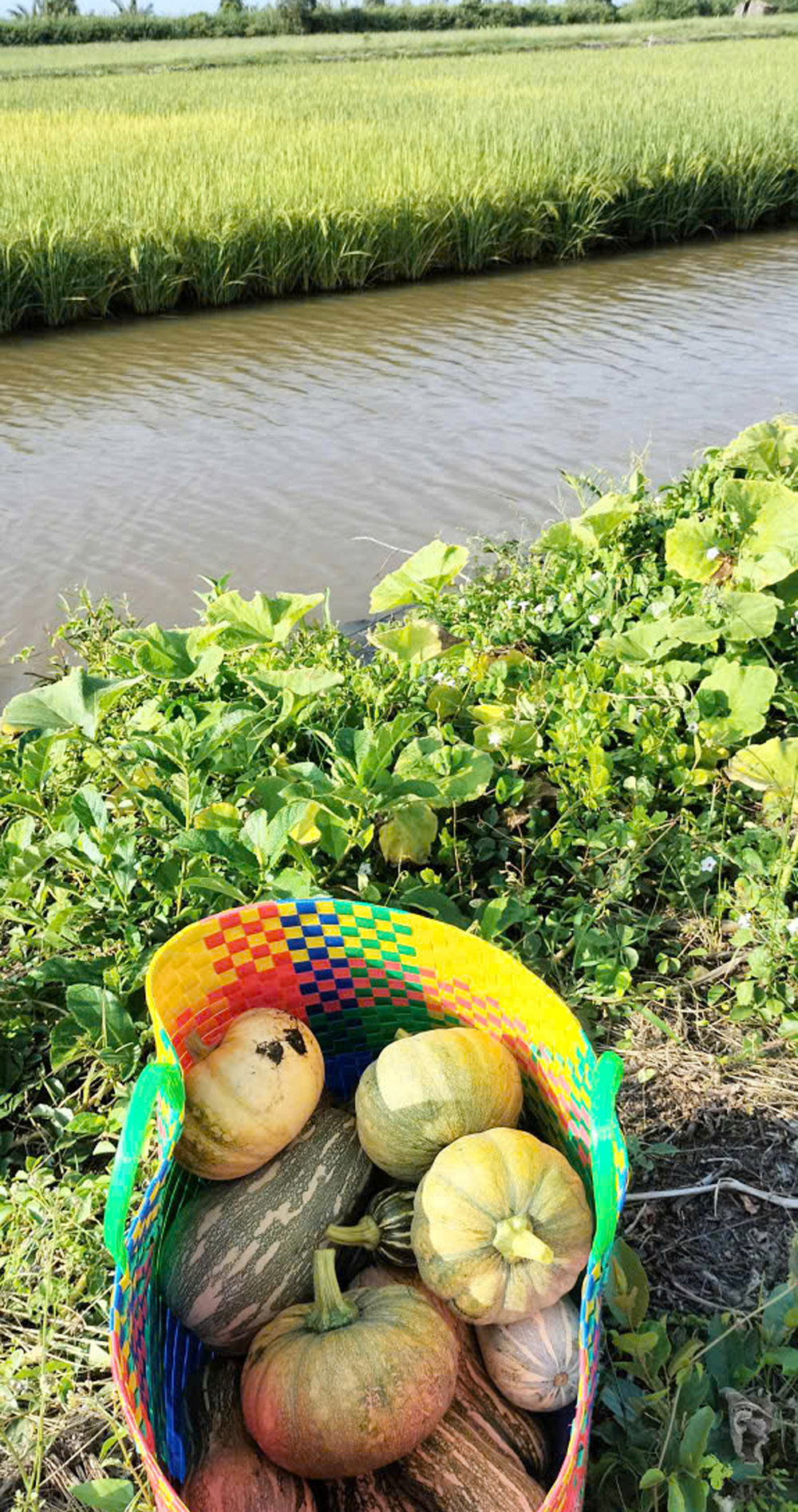 Trúng mùa tôm – lúa, nông dân miền Tây rủ nhau đi du lịch - 4